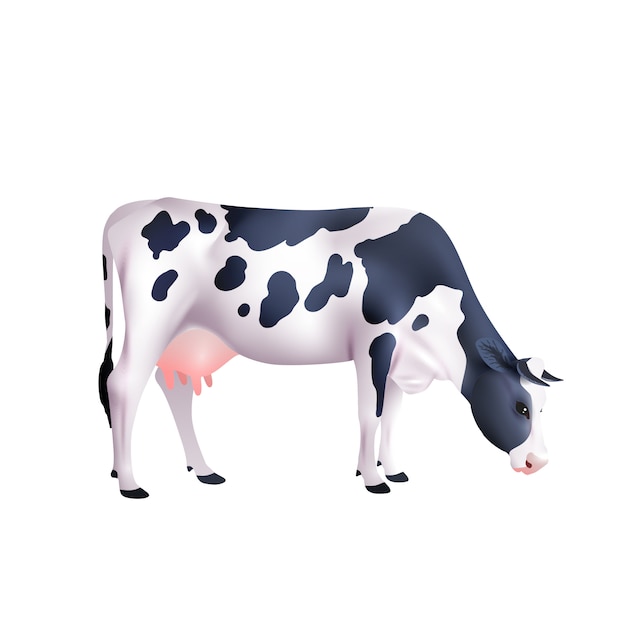 Cow Realistic Illustration