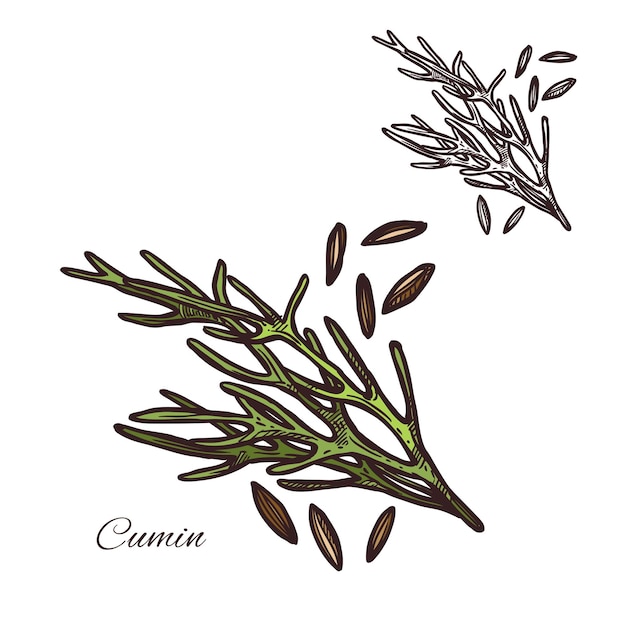 Cumin seasoning plant seeds vector sketch icon