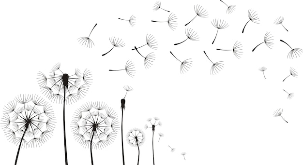 Dandelions on the white background. 