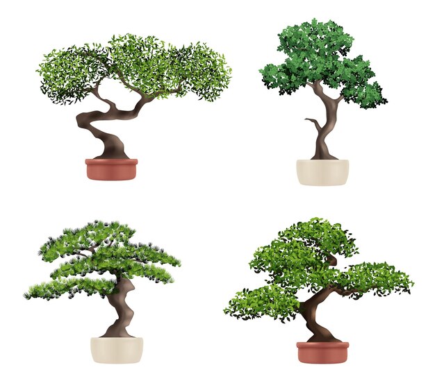 Vector decorative tree bonsai realistic botanical japanese plants nature grown beautiful elderly tree decent vector bonsai