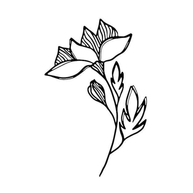 Delicate black and white sketch of a spring flower Vector illustration in hand drawn style