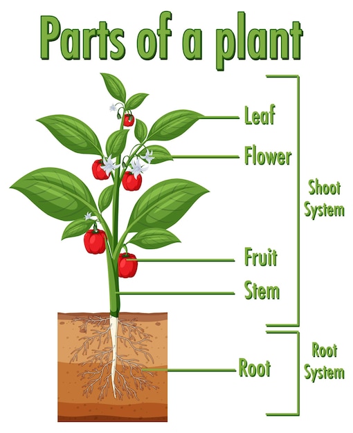 Diagram showing parts of a plant