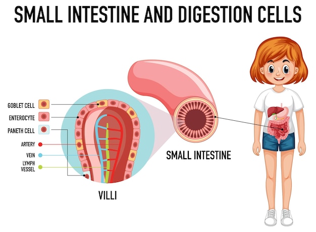 Diagram showing small intestine and digestion cell