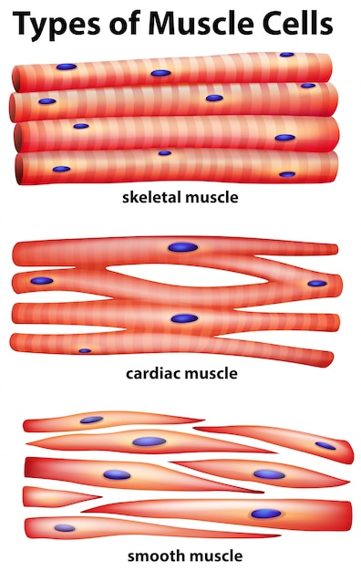 Diagram showing types of muscle cells