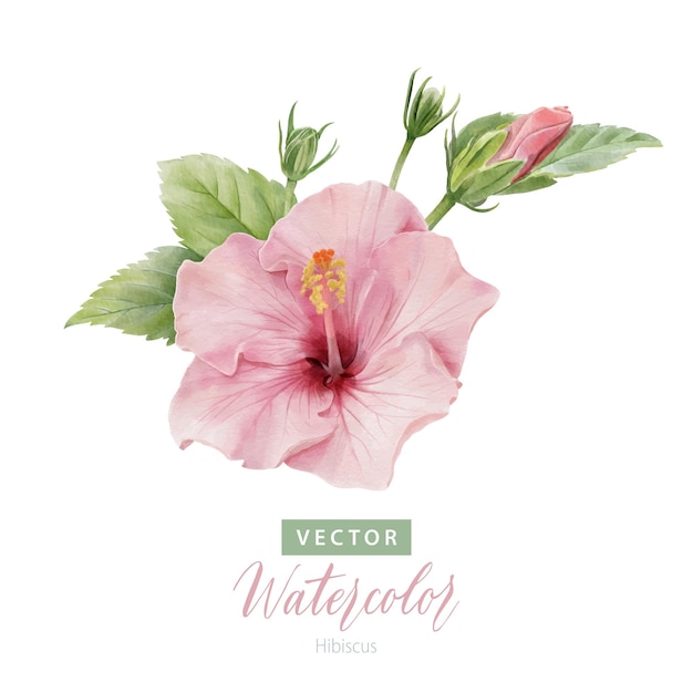 Digital watercolor painting branch of Hibiscus flowers and leaves