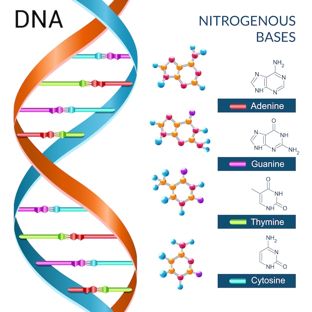 Dna Basesポスター