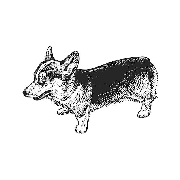 Dog breed corgi Cute puppy Black and white hand drawing