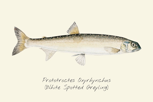 Drawing of a White Spotted Greyling 