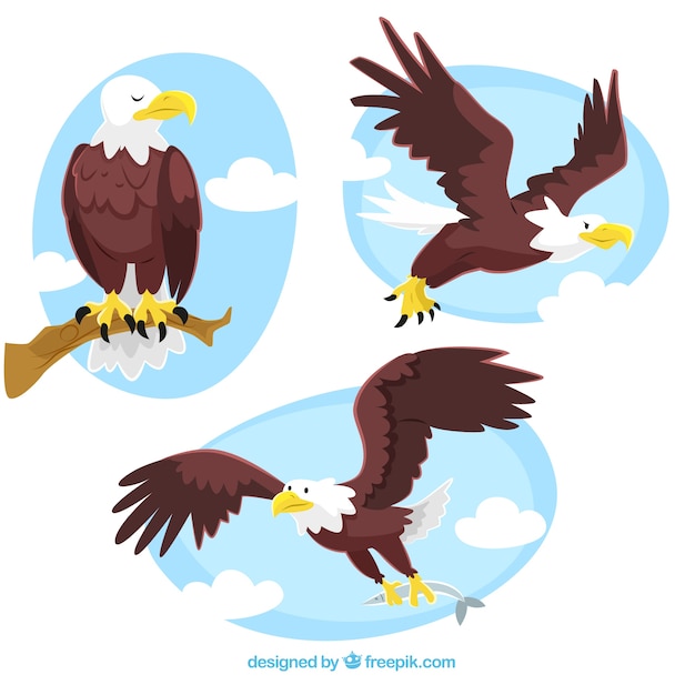 Vector eagle illustrations