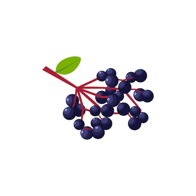 Elderberry Flat design vector illustration isolated on a white background