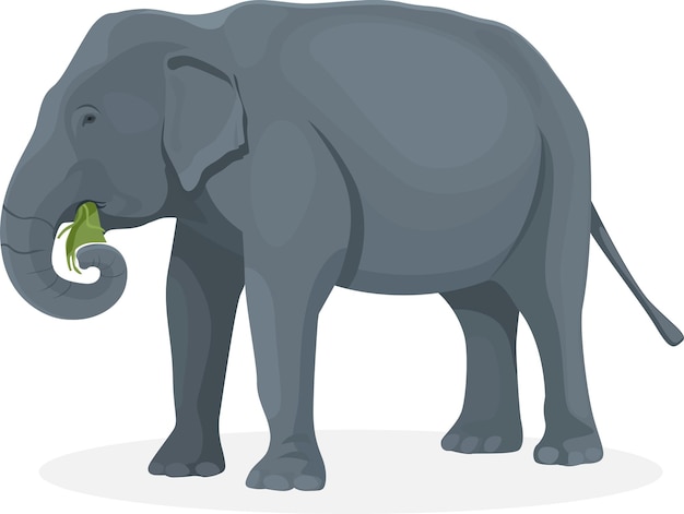 Elephant walking illustration, animals, Elephant eat grass at the zoo