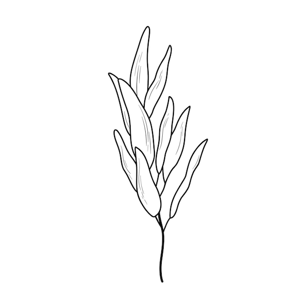 Eucaliptus branch line art drawing Vector outline illustration with leaves isolated on white Botanical plant