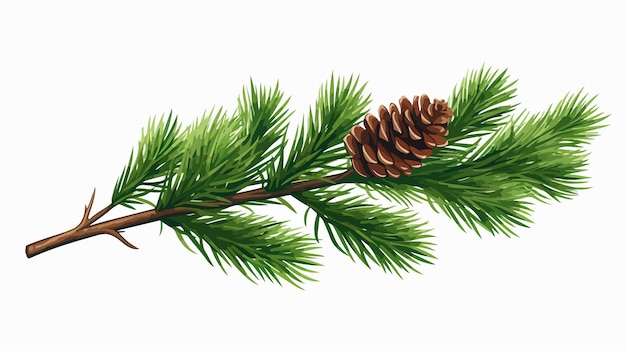 Evergreen Fir Tree Branch with Green Needles and Cone