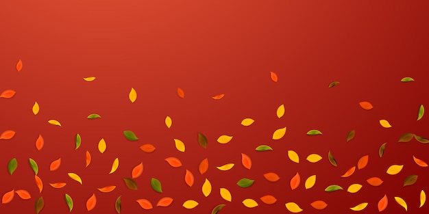 Vector falling autumn leaves. red, yellow, green, brown random leaves flying. falling rain colorful foliage on attractive red background. charming back to school sale.