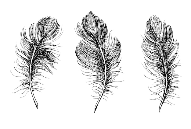 Feathers, Hand drawn style sketch illustrations.