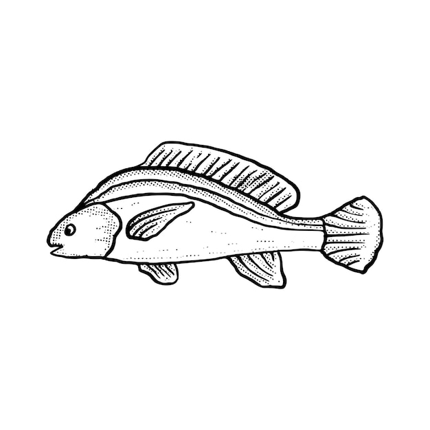 Fish Illustration hand drawn cartoon sketch lineart vintage style vector