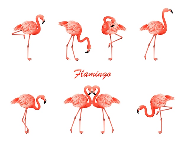 Flamingo set in different poses