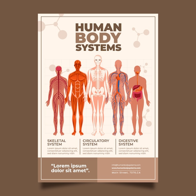 Vector flat human body organ systems poster template with infographic about anatomical organs