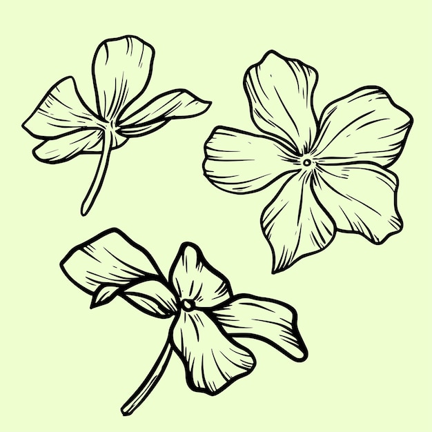 Floral decor periwinkle flower for different design Vinca minor hand drawn line art