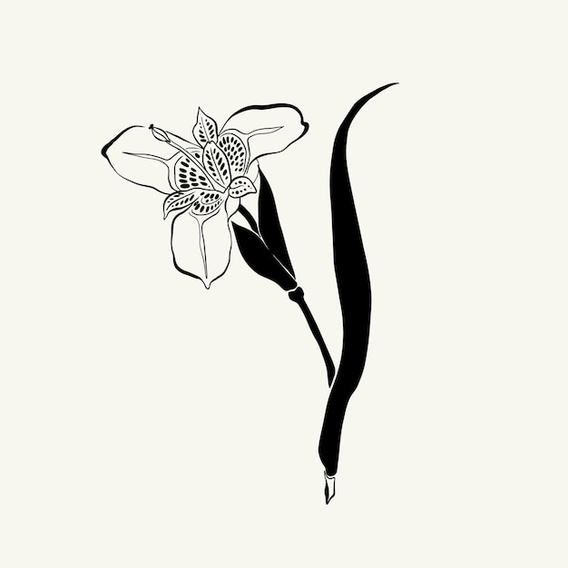 Flowers, Botanica illustration. Black ink, line, doodle style.