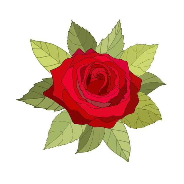 Flowers set The rose elegant card Vector illustration