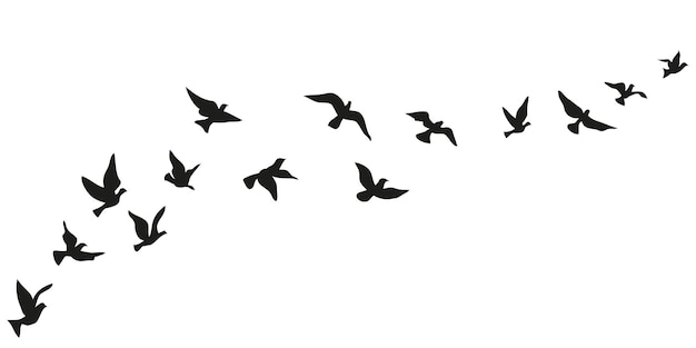 Vector flying birds silhouette set clipart isolated on white background