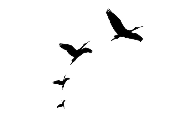 Vector flying birds vector and illustration