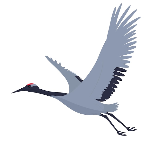 flying elegant crane bird