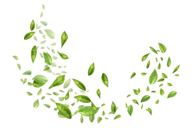 Vector flying or falling tea or mint leaves on white background