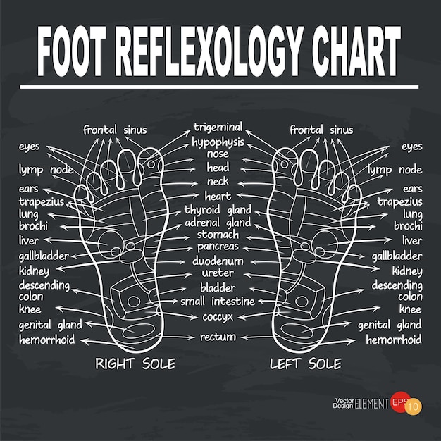 Foot reflexology illustration