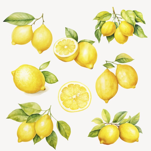 Vector fresh lemons with green leaves vector set