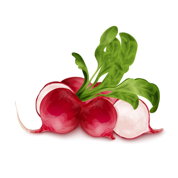 Fresh radish isolated