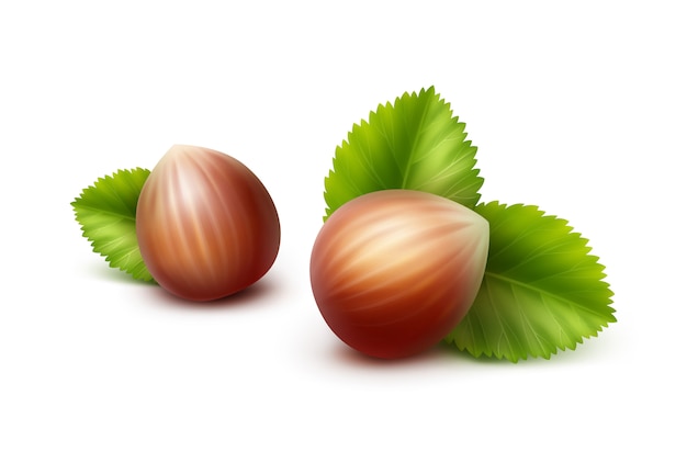 Vector  full unpeeled realistic hazelnuts with leaves close up isolated on white background