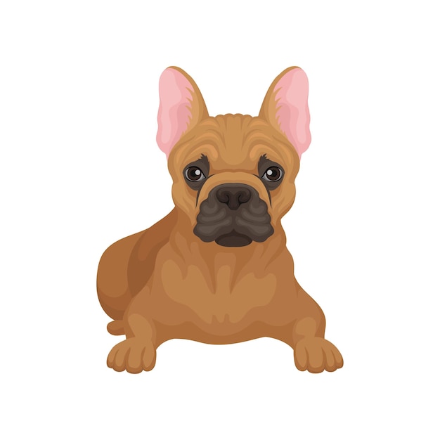 Funny french bulldog lying isolated on white background front view Small breed of domestic dog with smooth brown coat big ears and cute muzzle Flat vector element for promo poster of pet store