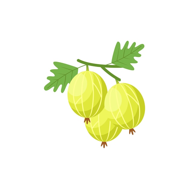 Gooseberries Flat design clip art vector illustration isolated on a white background