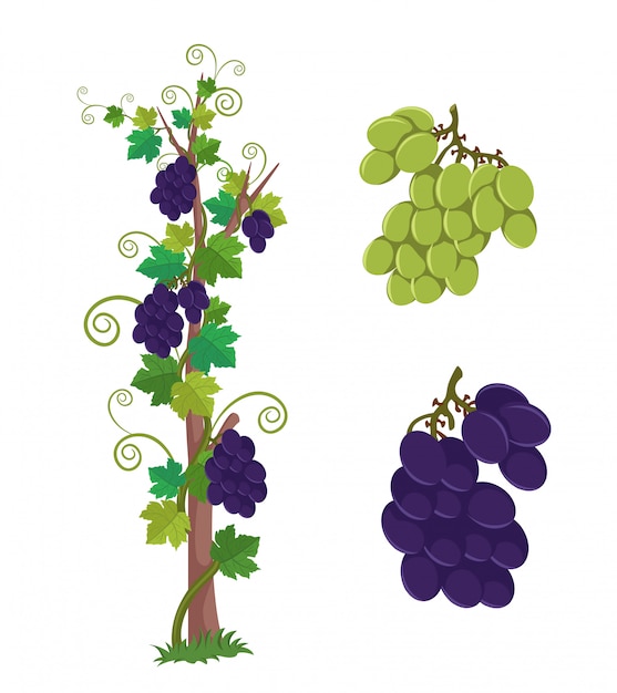 Grapes vine