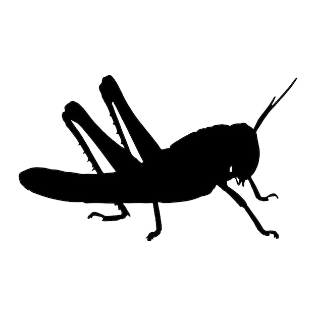 grasshopper silhouette vector black color on white background