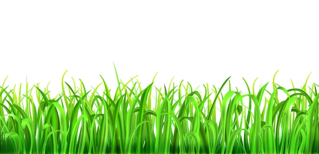 Green grass with seamless horizontal repetition on white background