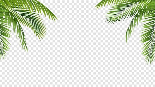 Green Palm Leaf Border Isolated And Transparent Background