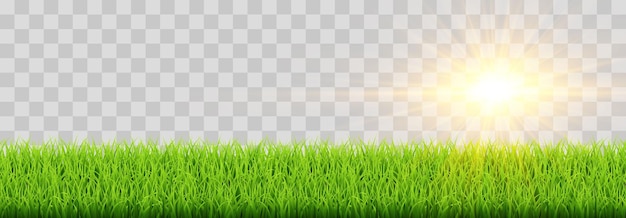 Vector green vector grass isolated on png background