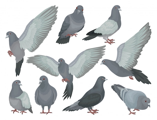 Grey pigeons set, doves in different poses  Illustrations on a white background