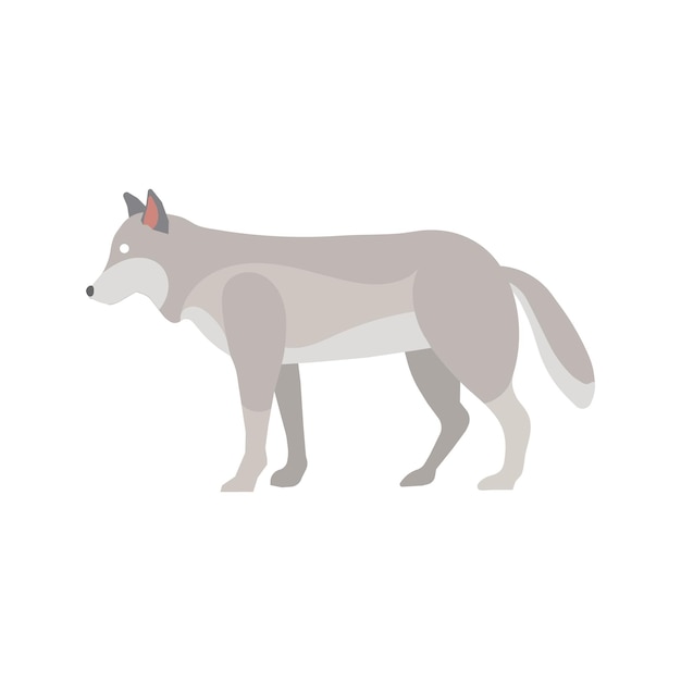 Vector a grey wolf standing and looking forward