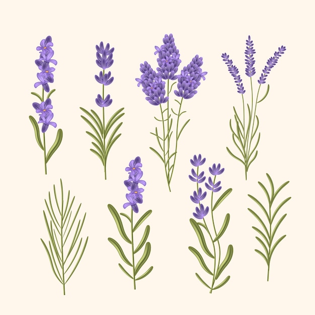 Vector hand drawn beautiful lavender plants