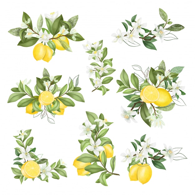 Vector hand drawn bouquets and compositions of blooming lemon tree branches