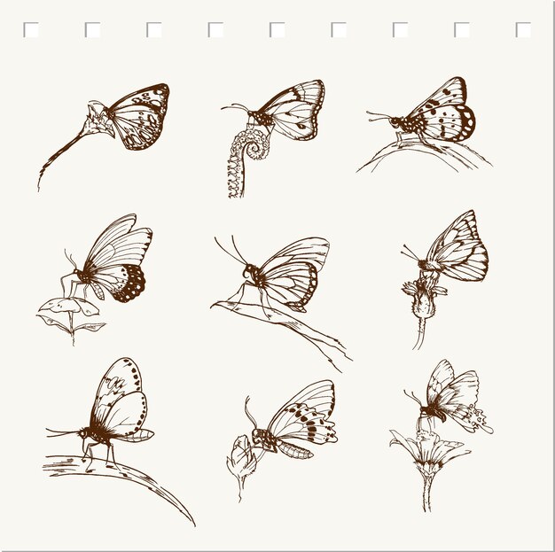 Vector hand drawn of butterfly