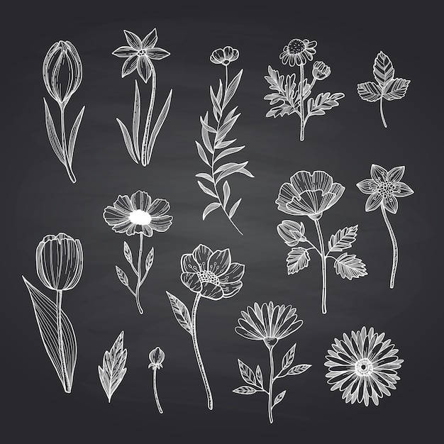 hand drawn flowers set on black chalkboard 