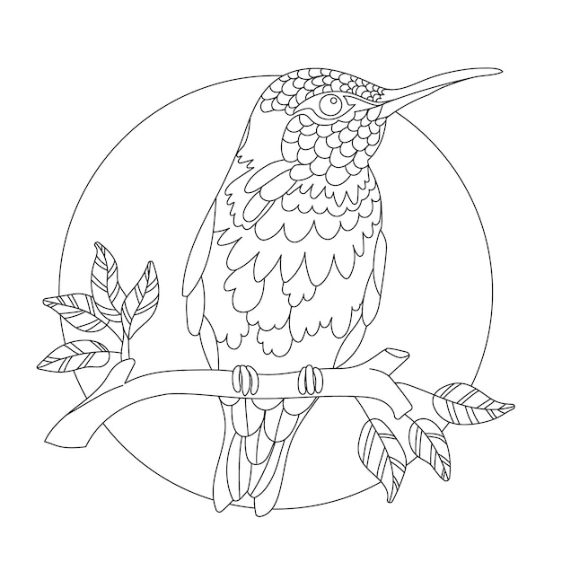 Vector hand drawn hummingbird outline illustration