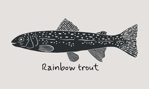 Vector hand drawn rainbow trout fish in sketch style simple vector illustration on beige background