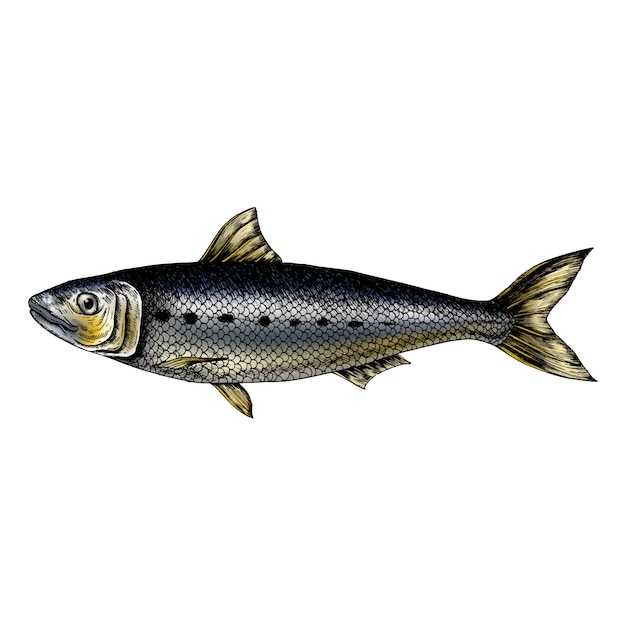 Hand drawn sardine fish