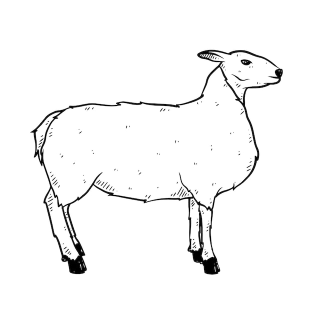 Hand drawn sheep in doodle style sketch